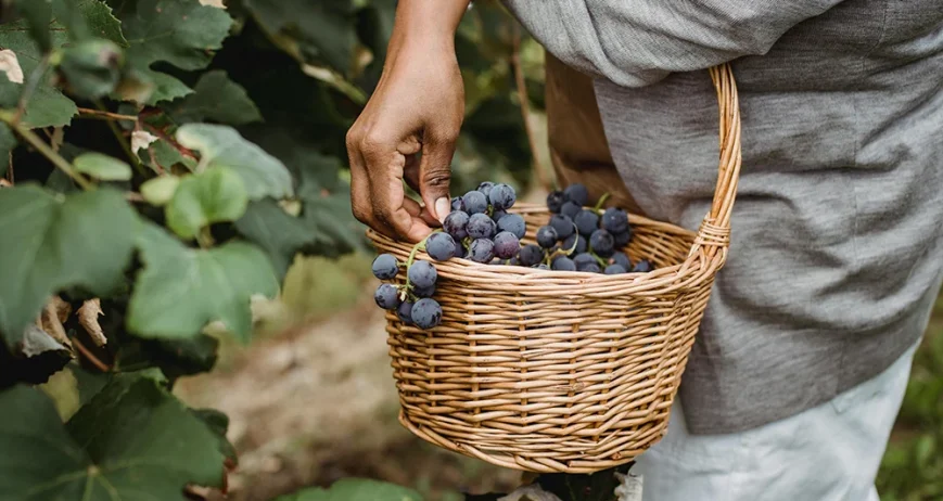 Organic farms avoid toxic inputs, improve soil health, grow clean, sustainable food that supports nature.